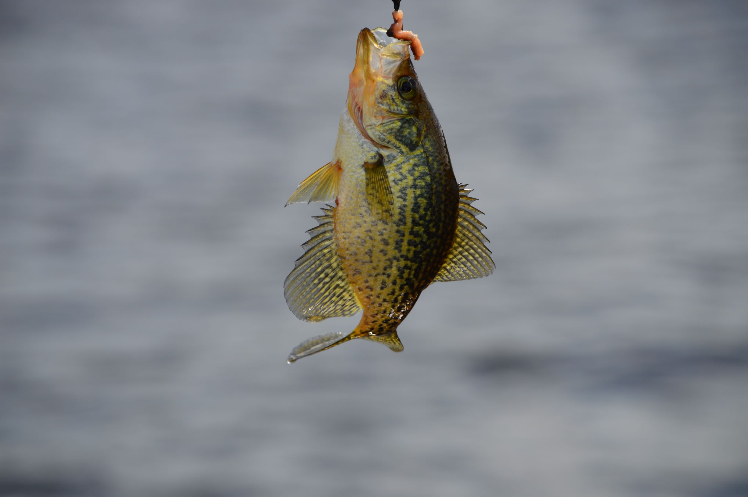 Tall Pines Resort Crappie